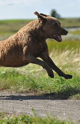 Chesareng's Isabella. Foto: Moorhunde fotografie