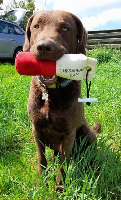 Cheslabben No Nonsense