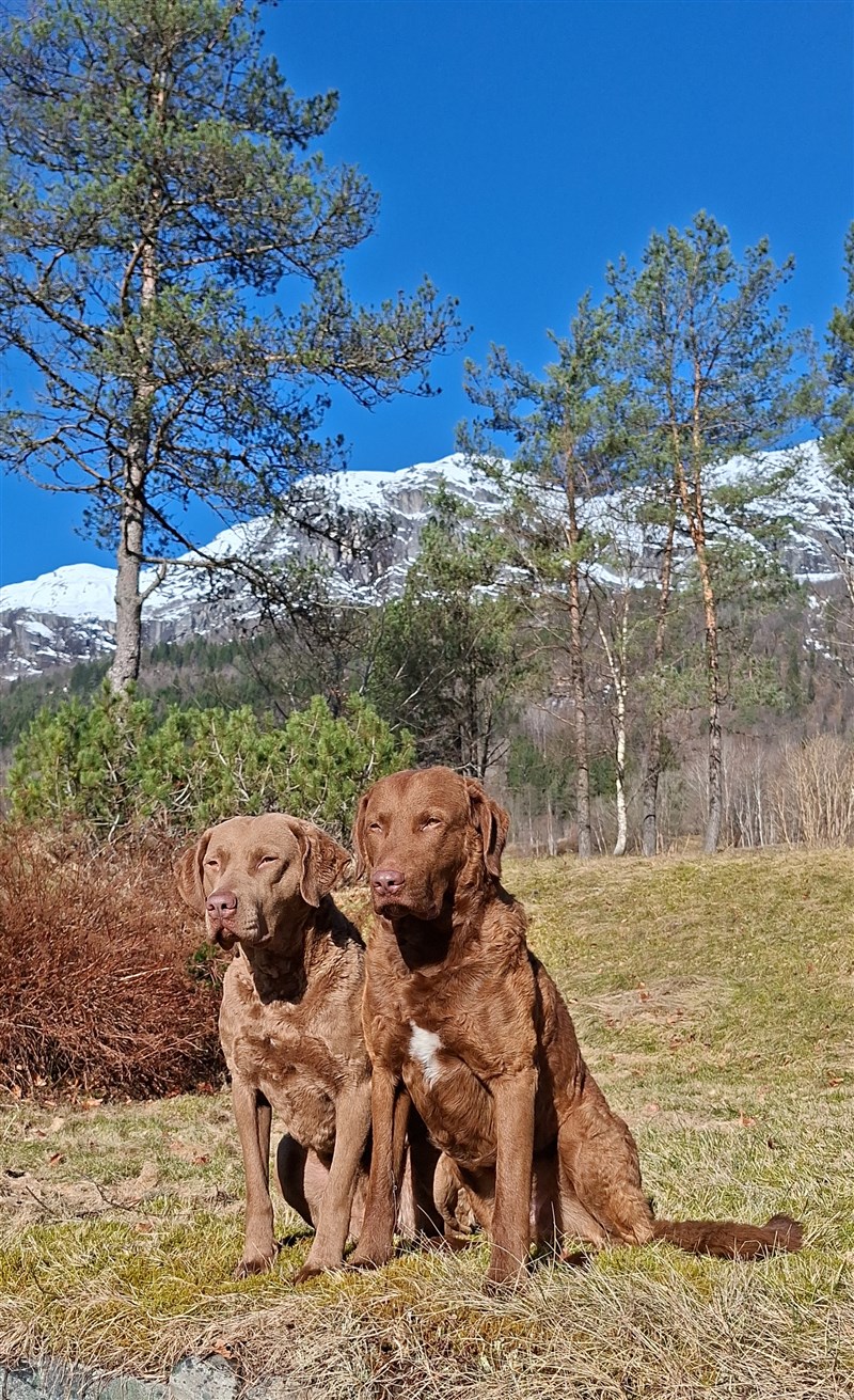 Zorba og Athena